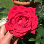 Bed & Breakfast Gemma Di Gallura Charme 4*