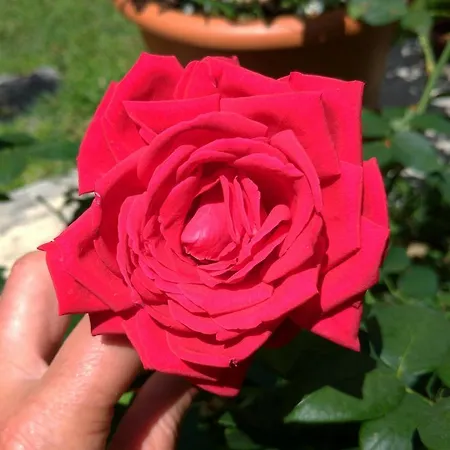 Bed & Breakfast Gemma Di Gallura Charme 4*